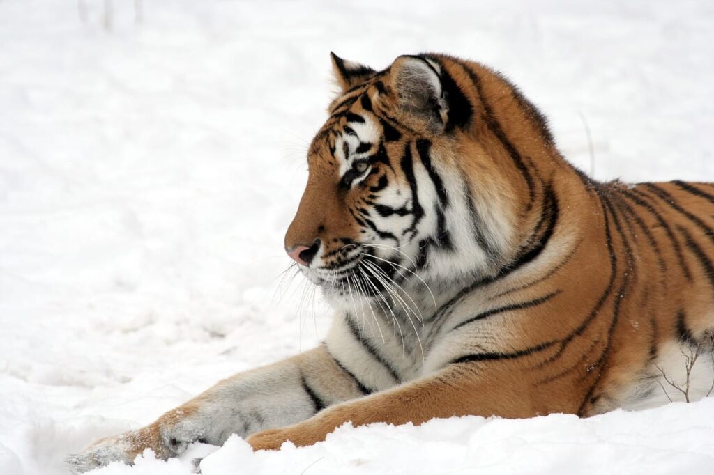 tiger-585856_1280