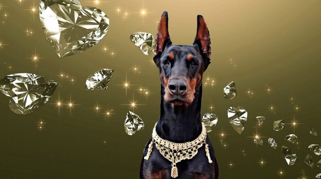 doberman